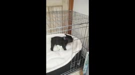 Excited French Bulldog puppy bounces around new home