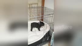 Newsflare Edit - French Bulldog Puppy new home