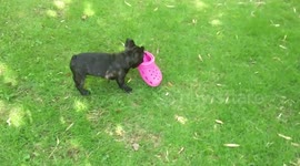 French bulldog puppy steals pink croc