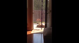 Just a dog scratching her back