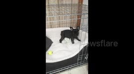 Newsflare Edit - Excited French Bulldog puppy bounces around new home