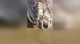 Newsflare Edit - Dead thresher shark at Emmawood state beach