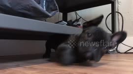 French bulldog puppy squeezes into rather tight space