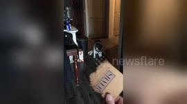 Newsflare Edit - Husky Knows She's in Trouble!
