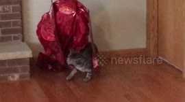 Cat plays with balloon