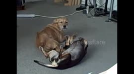Dogs being  DOGS