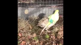 Budgie getting frisky with a Japanese quail