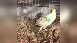 Newsflare Edit - Budgie getting frisky with a Japanese quail