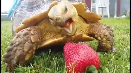 Adorable tortoise fails to judge distance between his mouth and strawberry