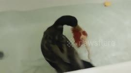 Duck plays with Barbie in the bath