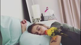 Sun conure annoying its owner while sleeping