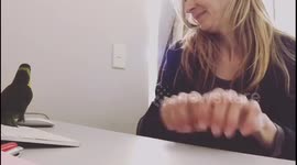 Rainbow lorikeet mimicking owners sounds