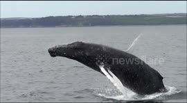 Rare sighting of humpback whale off UK coast