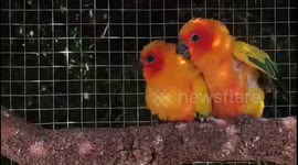 Sun conure love