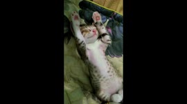 Kitten enjoys the massage