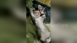 Newsflare Edit - Kitten enjoys the massage