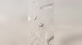 Crab vs coconut