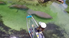 Rare manatees pass by see-through canoe
