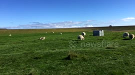 Icelandic Sheep by the Ring Road