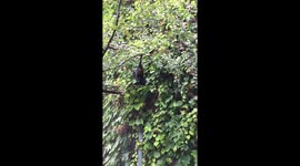 Close and personal with a fruit bat