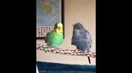 Budgies synchronised preening feathers