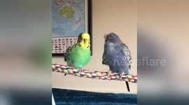 Newsflare Edit - Budgies synchronised preening feathers