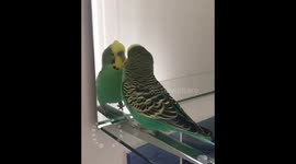 Reggie the budgie talking to his reflection in the mirror