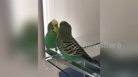 Newsflare Edit - Reggie the budgie talking to his reflection in the mirror