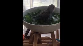 Budgie kale bath