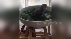 Newsflare Edit - Budgie kale bath