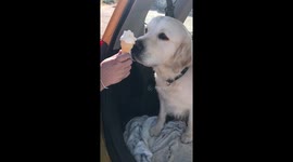 Doggy Ice Cream