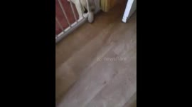 Cute puppy fallen asleep on the stairgate