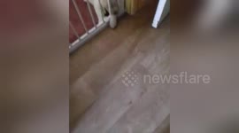 Newsflare Edit - Cute puppy fallen asleep on the stairgate
