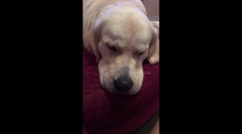 Dreaming Retriever