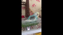 Bubbles the baby budgie taking her first bath in kale