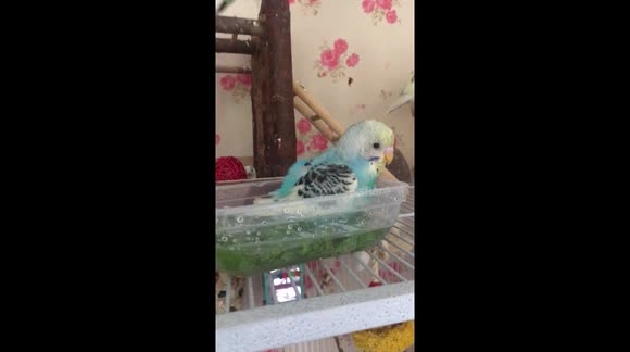 Bubbles the baby budgie taking her first bath in kale