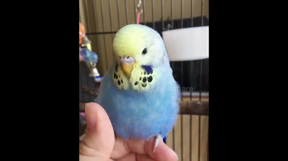 Baby budgie Eva getting her belly tickled