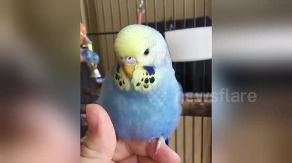 Newsflare Edit - Baby budgie Eva getting her belly tickled