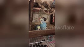 Newsflare Edit - Baby budgie preening her sisters foot much to her sisters annoyance