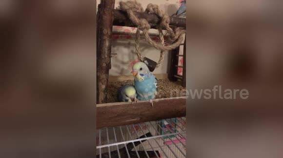 Newsflare Edit - Baby budgie preening her sisters foot much to her sisters annoyance