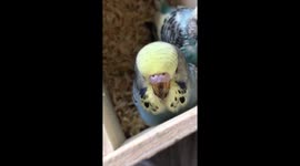 Very angry baby budgie in her nest box trying to look scary