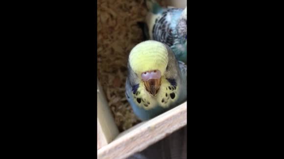 Very angry baby budgie in her nest box trying to look scary