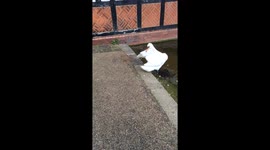 Dog squares up to swan
