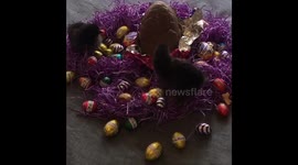 Happy Easter!