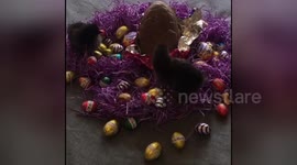 Newsflare Edit - Happy Easter!