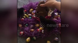 Cute Easter surprise