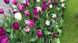 Tulips