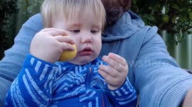 Cute baby eats lemon like an apple