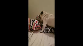 Pugandcat : wake up call