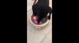 Puppy trying to get easter eggs out of the basket